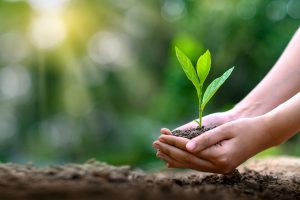 A person holding a plant